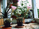 Flori de cactus