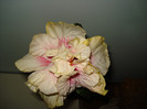 DSC01647
