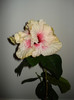 DSC01665