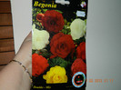 begonia double mix