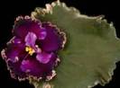 Midnight-Frolic-Lyndon Lyon Greenhouses