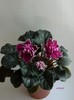 DSCN6949