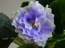 DSCN6954