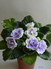 DSCN6970