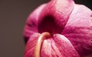 01177_christinesorchid_1280x800