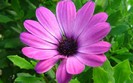 01214_purpleflower_1280x800