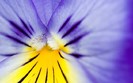01235_flower24_1280x800