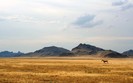 01245_wildhorse_1280x800