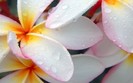 01248_plumeriaaftermorningrain_1280x800
