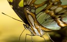 01255_miscbutterfly_1280x800