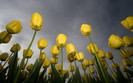 01332_lowangletulips_1280x800