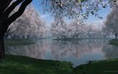 01360_sakura_1280x800