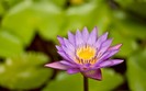01378_ceruleannymph_1280x800