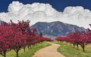 Landscapes 36