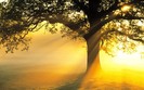 Landscapes 50