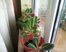februarie2012
