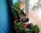 februarie2012