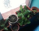 februarie2012