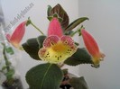 Kohleria Siriu
