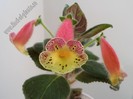 Kohleria Siriu