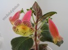Kohleria Siriu