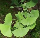 ginkgo_biloba