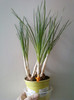 crocusul galben, oare ce gand are ?