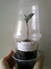 buddleia(tara, anglia)