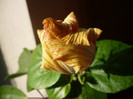 P1110620