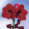 amaryllis  benfica