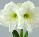 amaryllis mont blanc