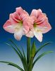 amaryllis blossom