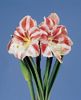 amaryllis  striped