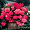 Begonia curgatoare-roz