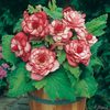 Begonia cu flori mari- Buton de rose