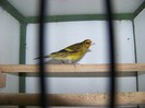Hibrid sticlete