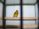Hibrid sticlete