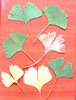 Frunze Ginkgo