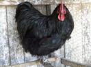 orpington11