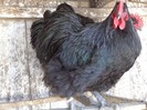 orpington12