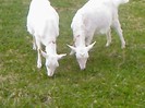 Fotografii-0052