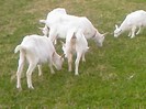Fotografii-0053