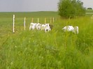 Fotografii-0074