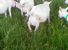 Fotografii-0077
