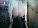 Fotografii-0084