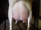 Fotografii-0085