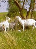 Fotografii-0091