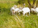 Fotografii-0093