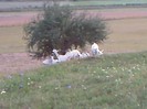 Fotografii-0110