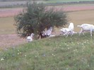 Fotografii-0112